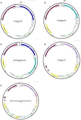 Fluorescence and antioxidant activity of heterologous expression of phycocyanin and allophycocyanin from Arthrospira platensis